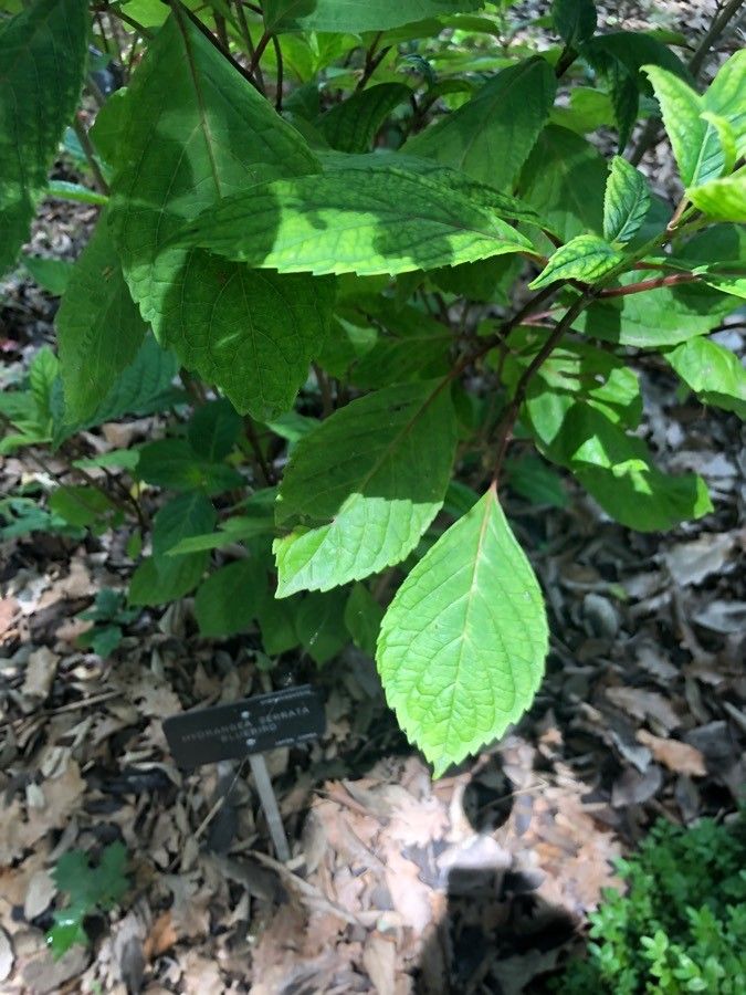 Hydrangea serratifolia — search result for 'Chile'