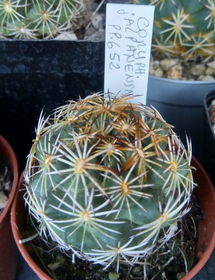 Coryphantha jalpanensis — search result for 'Coryphantha'