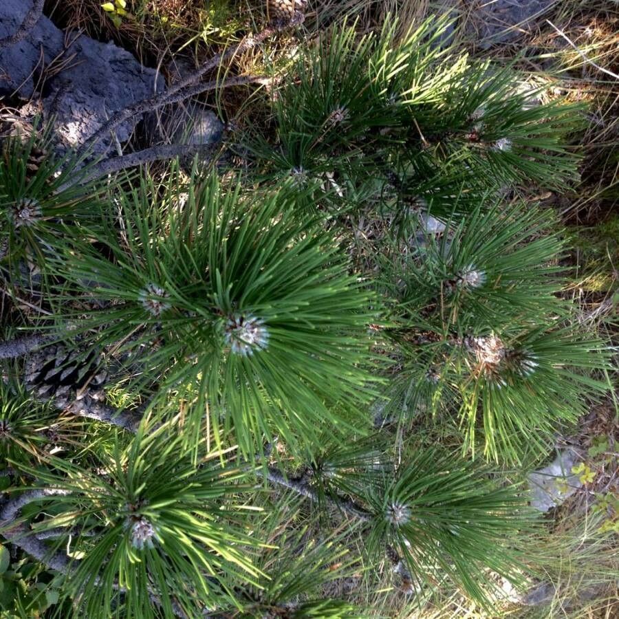 Pinus rigida — search result for 'Kentucky'