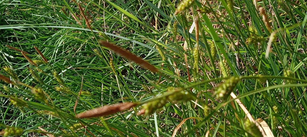 Carex distans flower