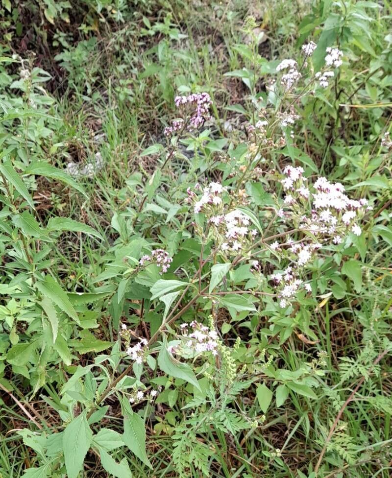 Stevia breviaristata habit
