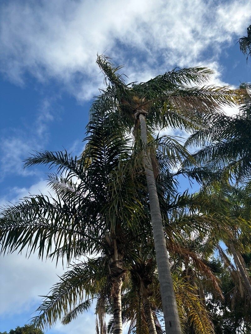 Syagrus orinocensis — houseplant care guide