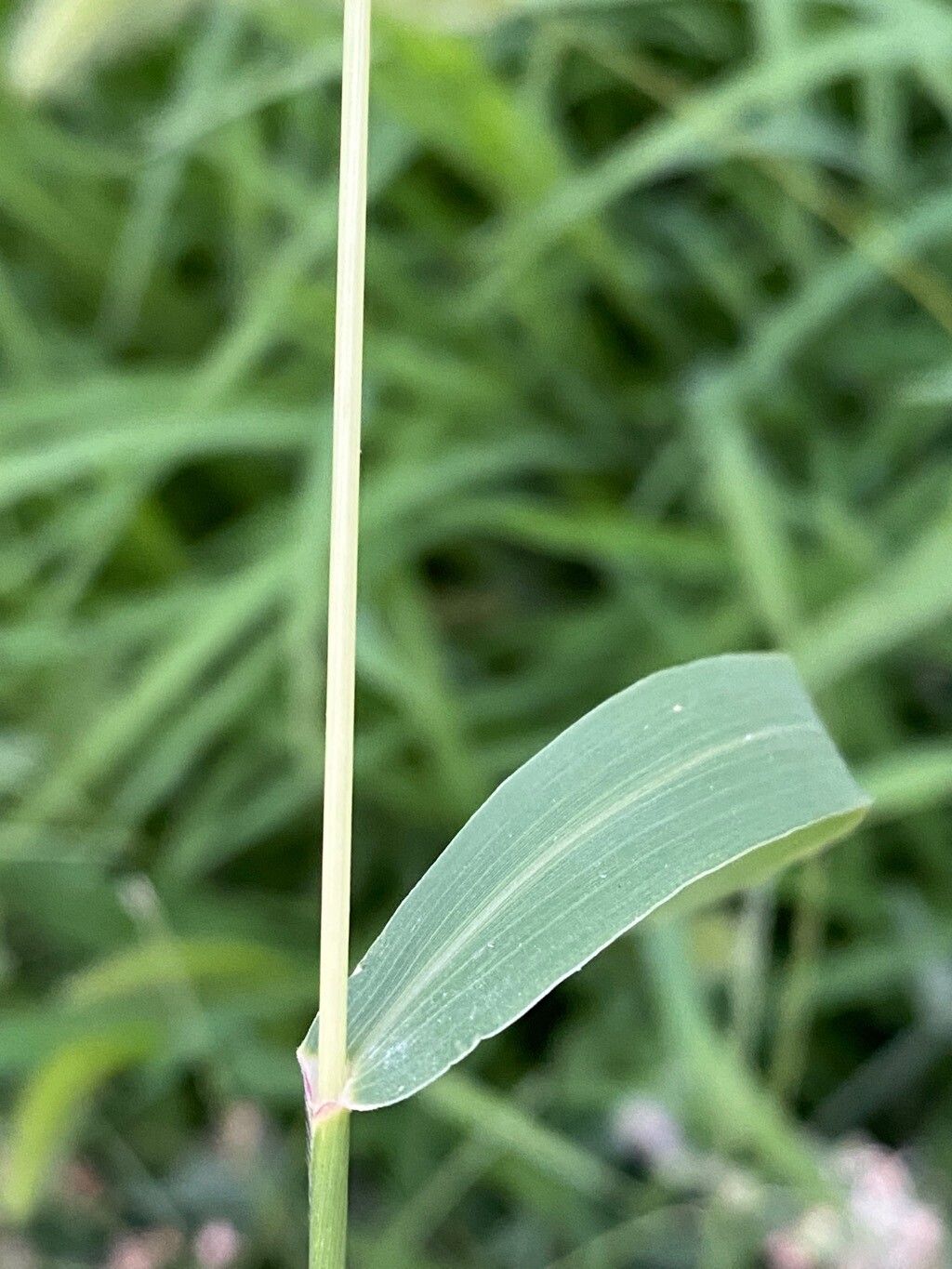 Setaria faberi leaf