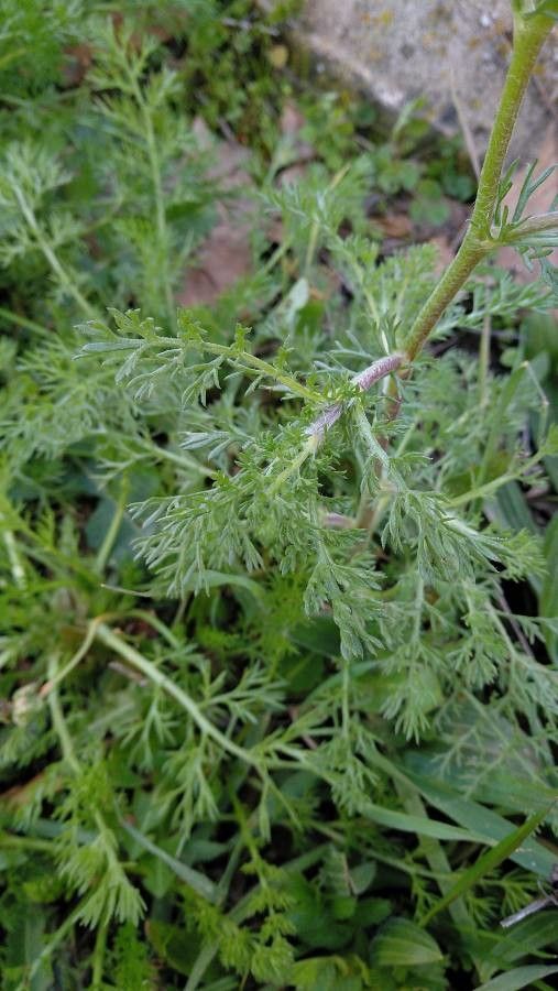 Anacyclus clavatus leaf