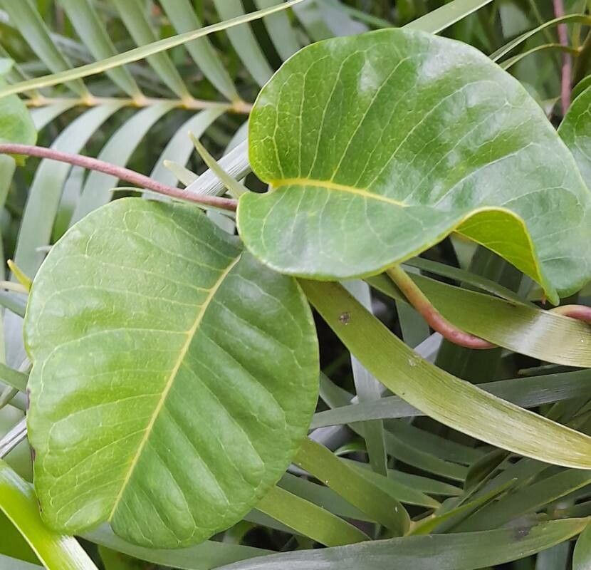 Echites umbellatus — search result for 'Belize'