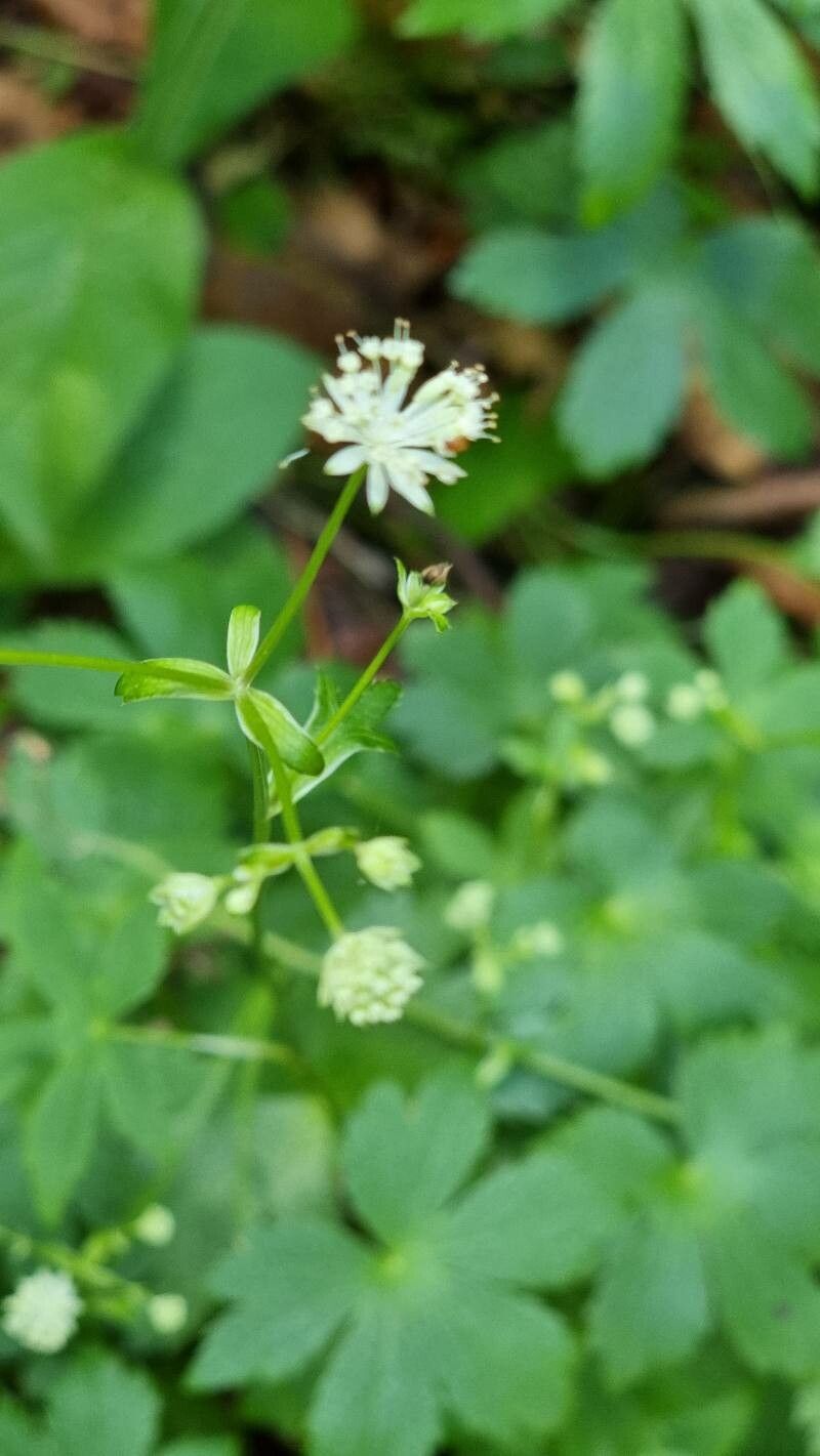 Astrantia carniolica flower