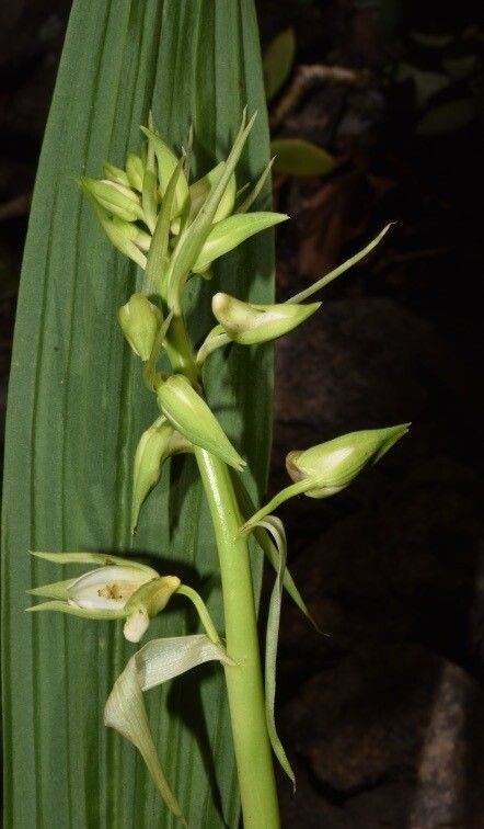 Eulophia plantaginea flower