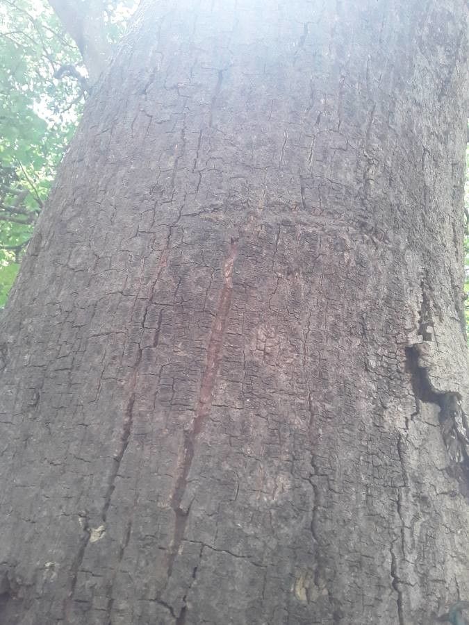 Ziziphus rivularis bark