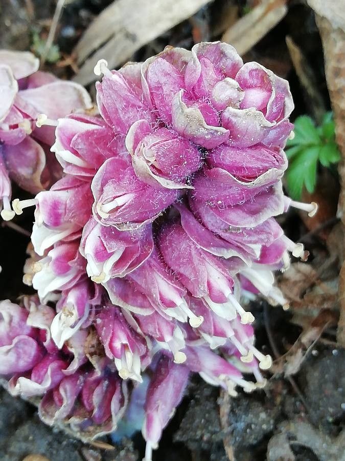 Lathraea squamaria flower