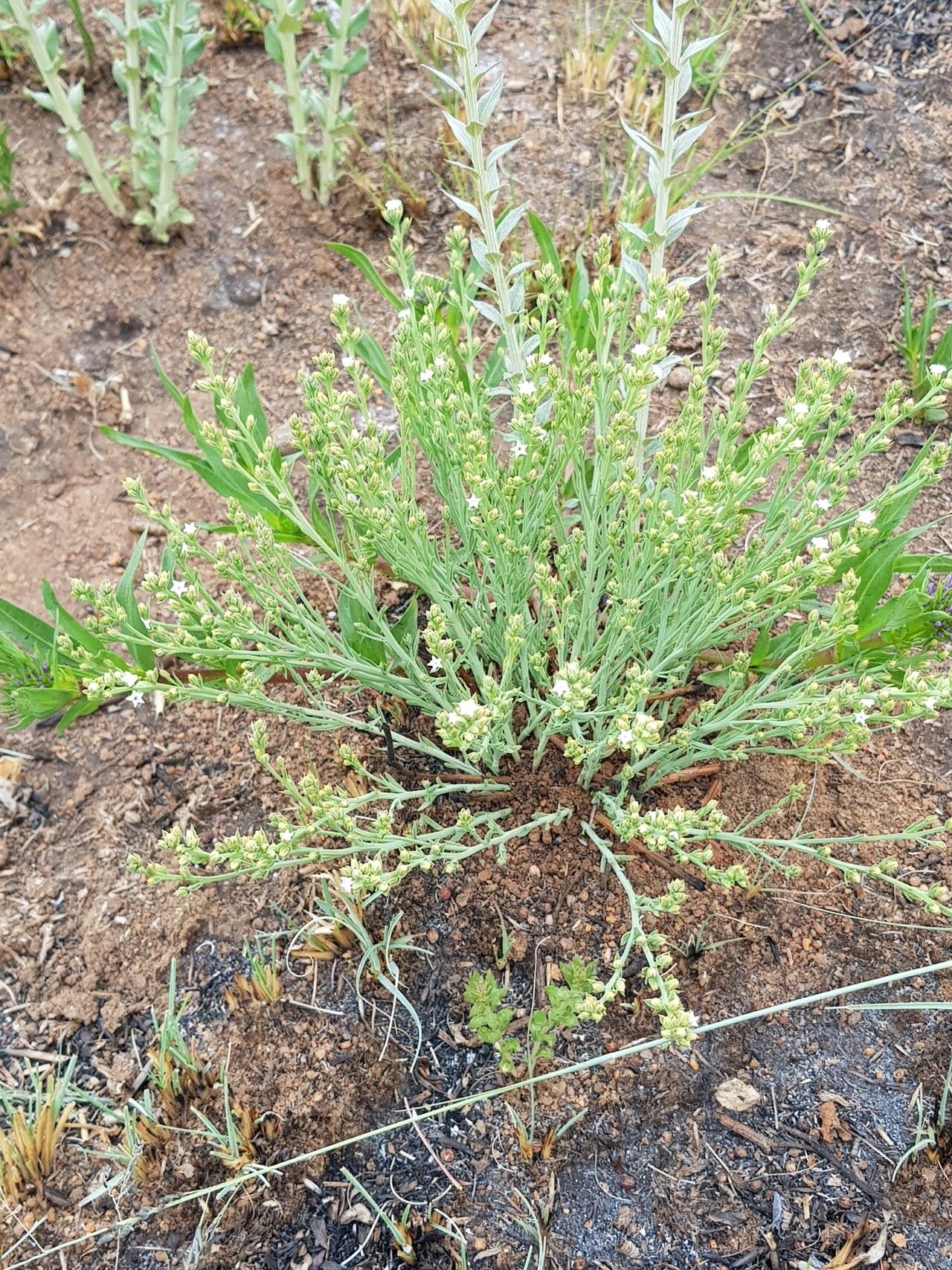 Thesium goetzeanum habit