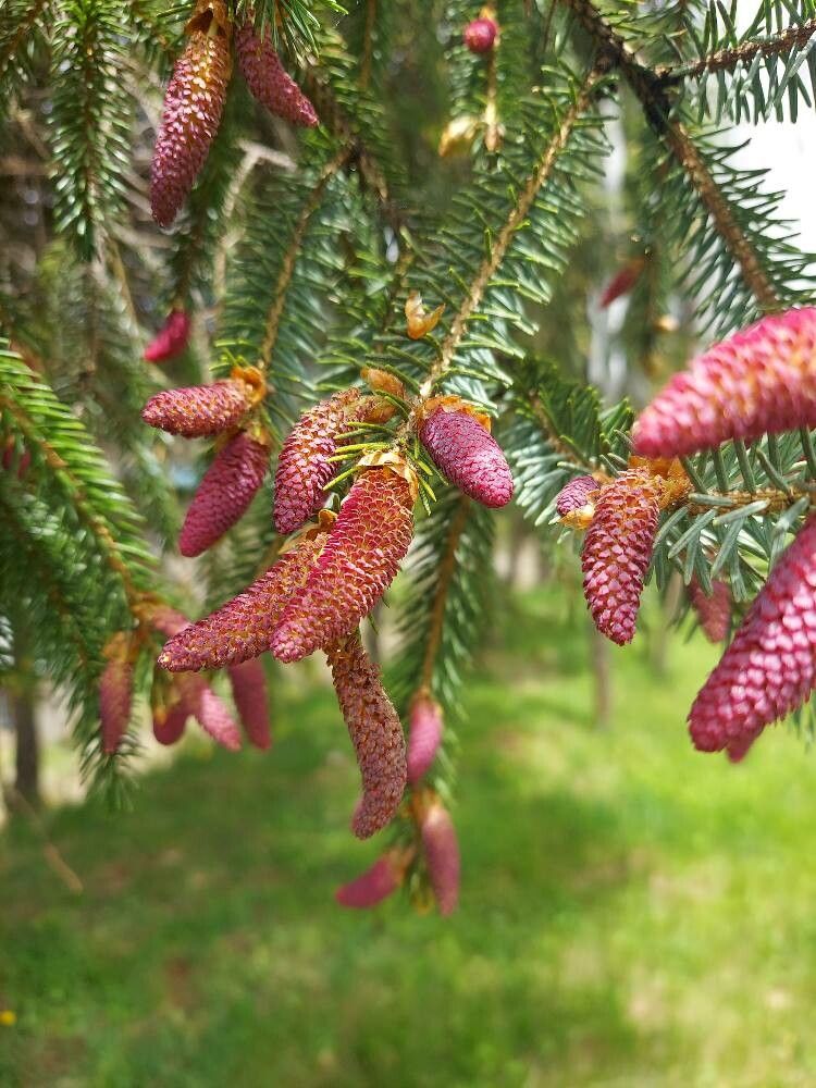 Picea spinulosa — houseplant care guide