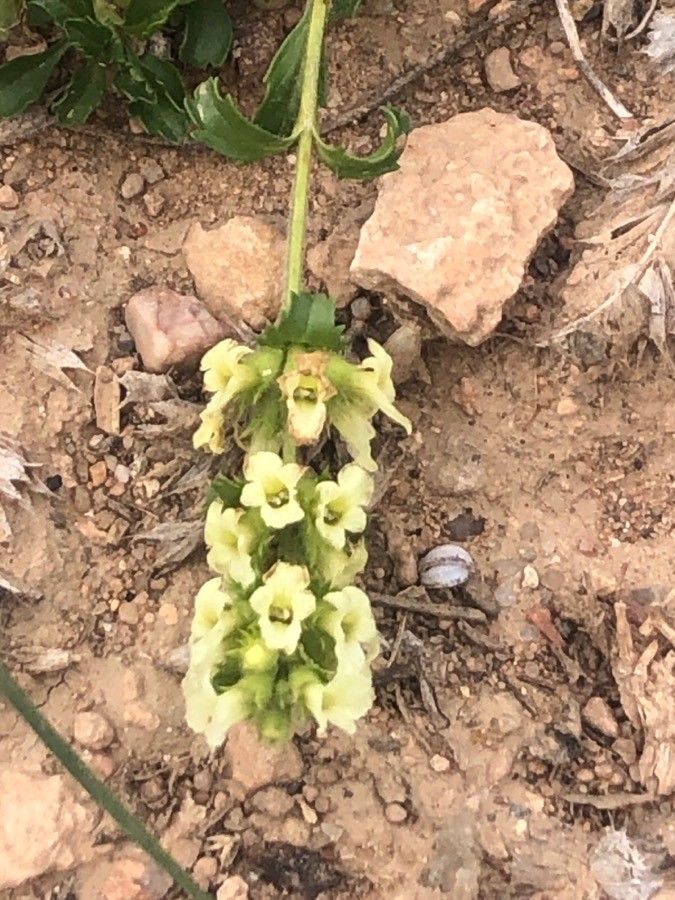 Sideritis glacialis — houseplant care guide