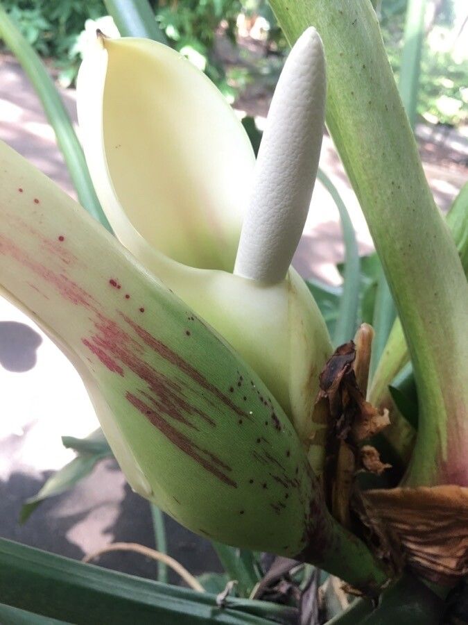 Philodendron barrosoanum flower