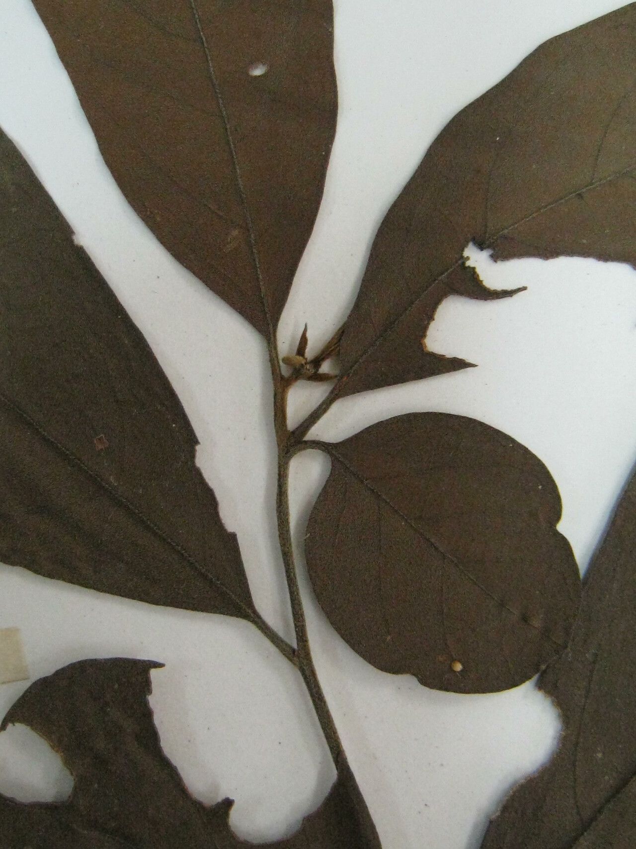 Cordia naidophila — houseplant care guide