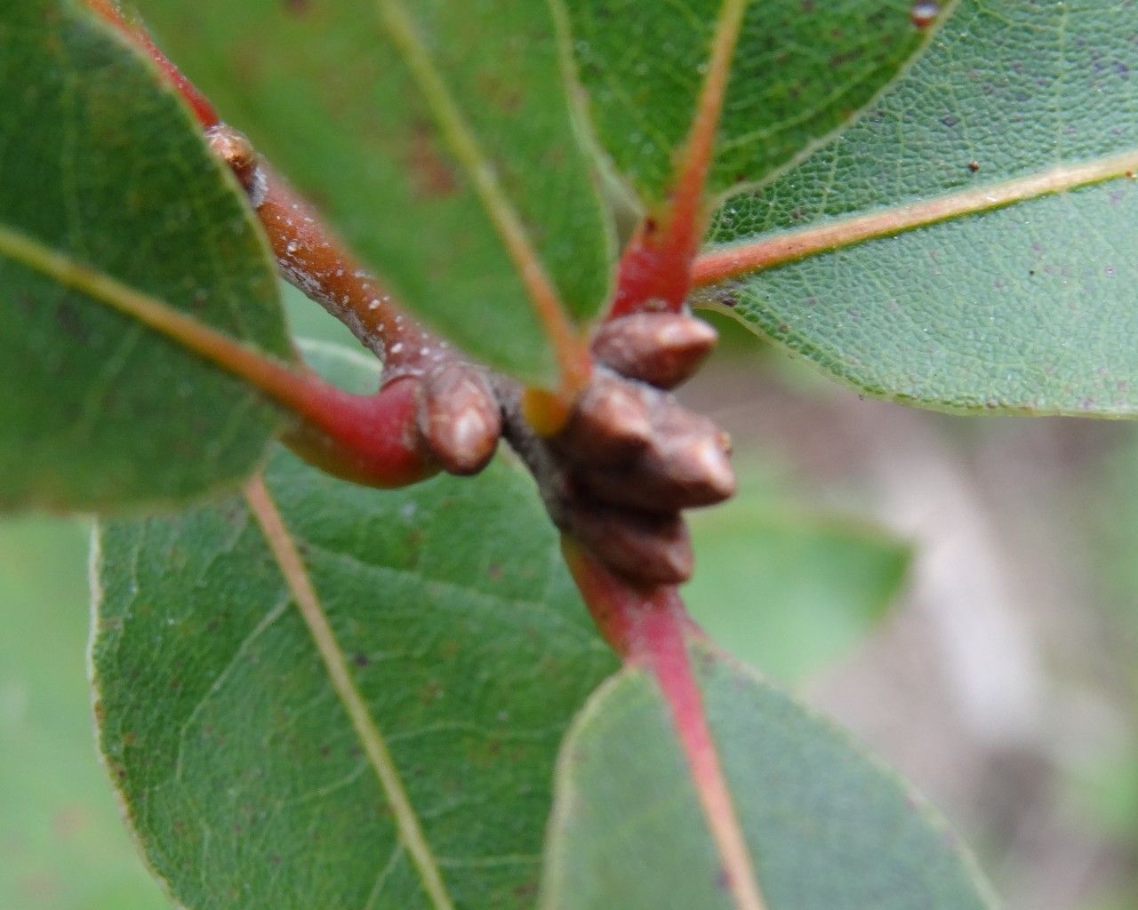 Quercus geminata bark