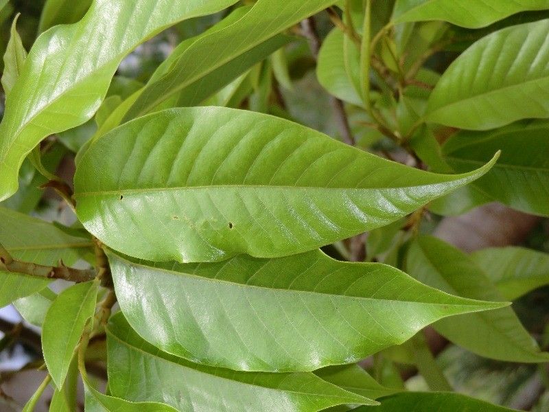 Michelia champaca leaf