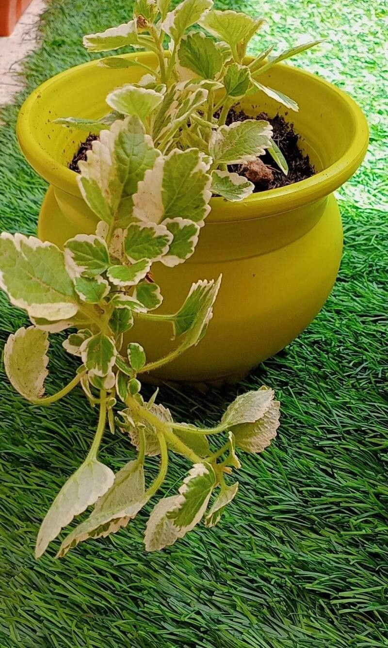 Coleus forsteri leaf