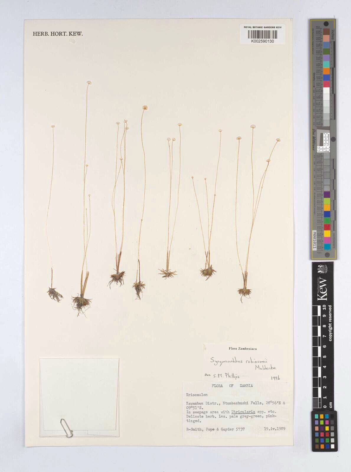 Syngonanthus robinsonii — houseplant care guide