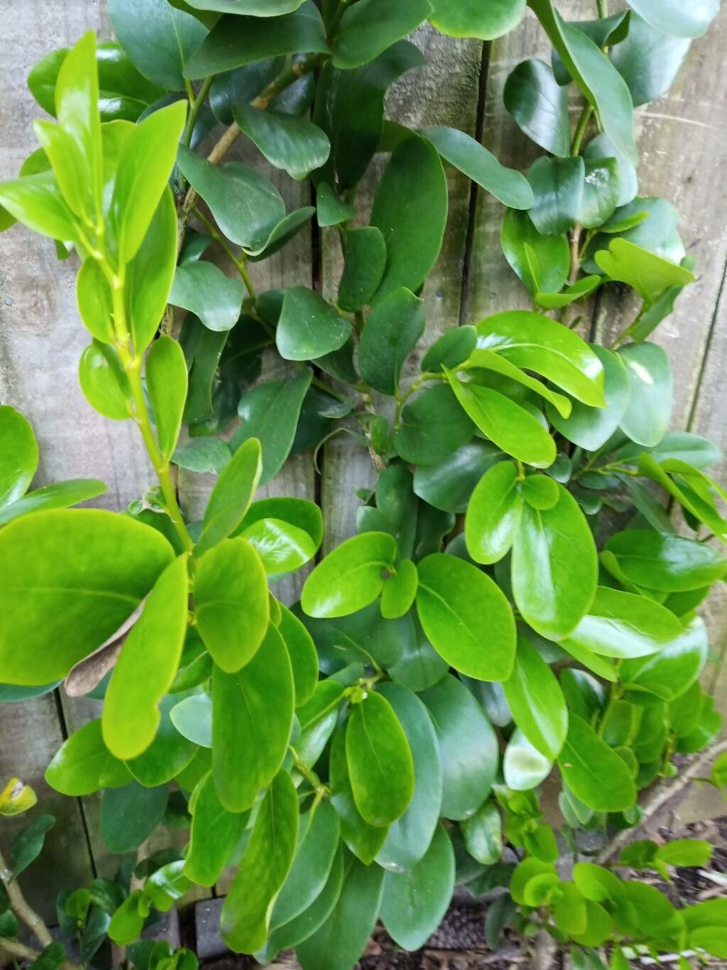 Griselinia lucida leaf