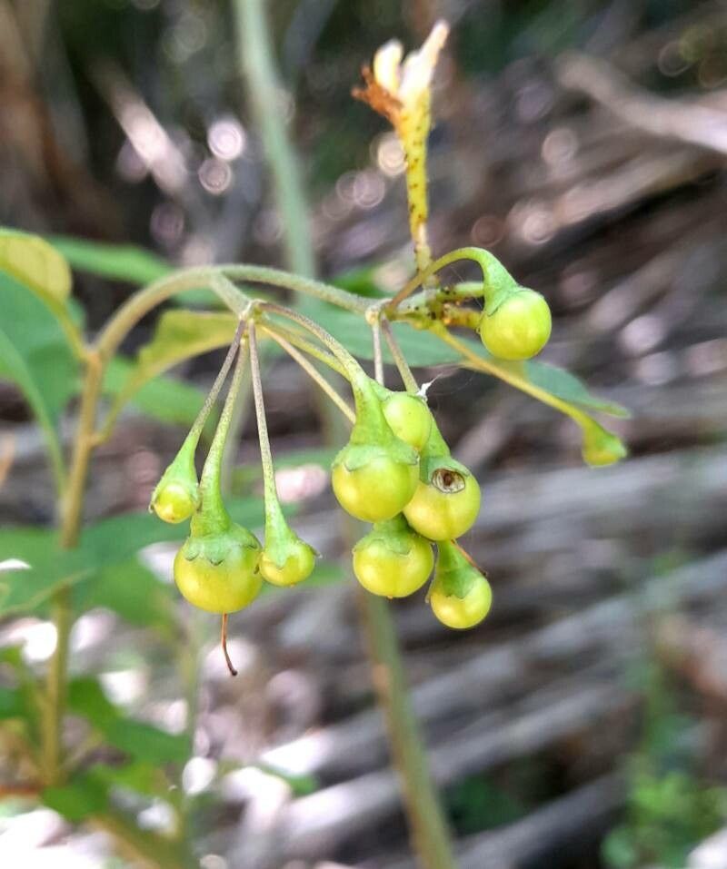 Solanum valdiviense fruit