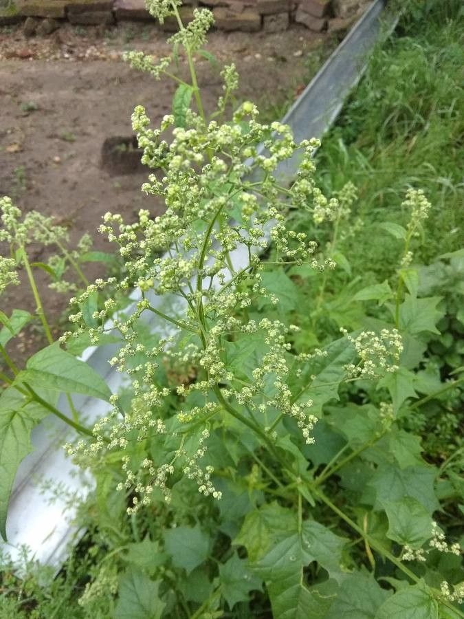 Chenopodium hybridum flower
