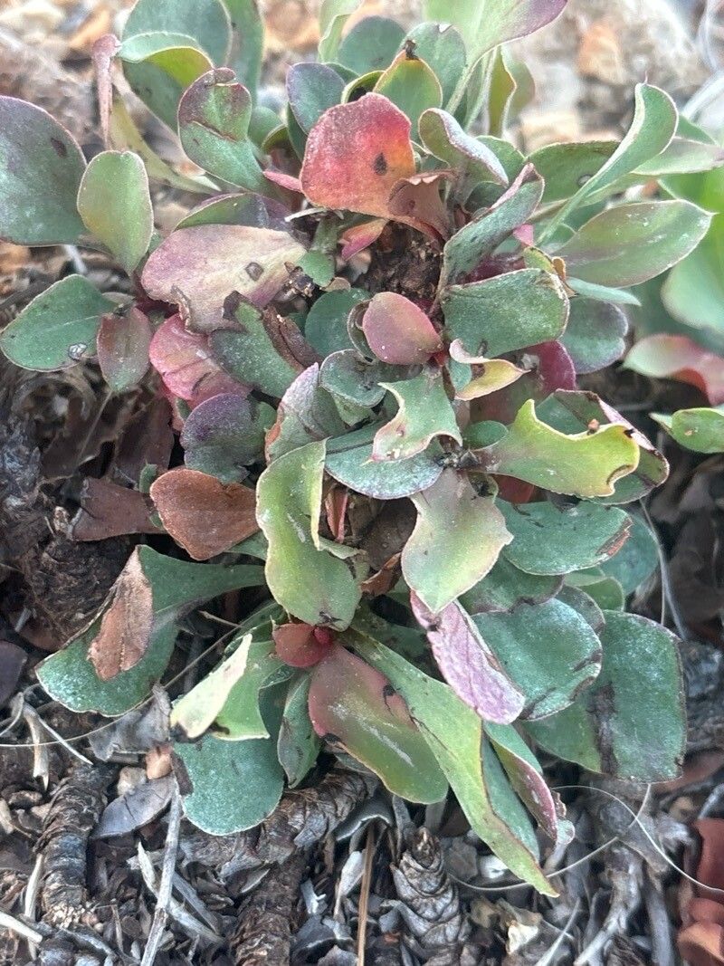 Limonium scopulorum — houseplant care guide