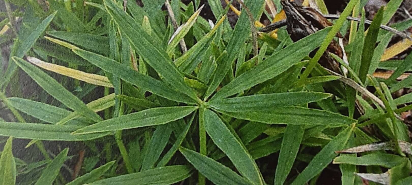 Trifolium polyphyllum — houseplant care guide