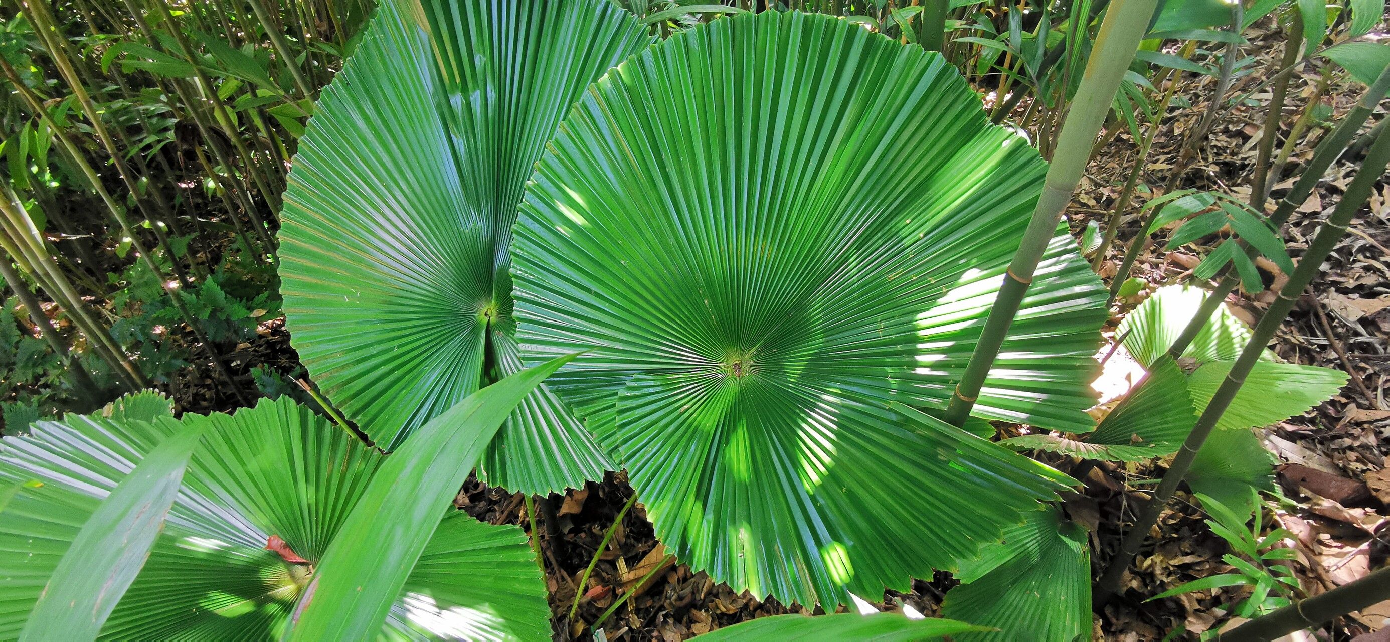 Licuala orbicularis — search result for 'Licuala'