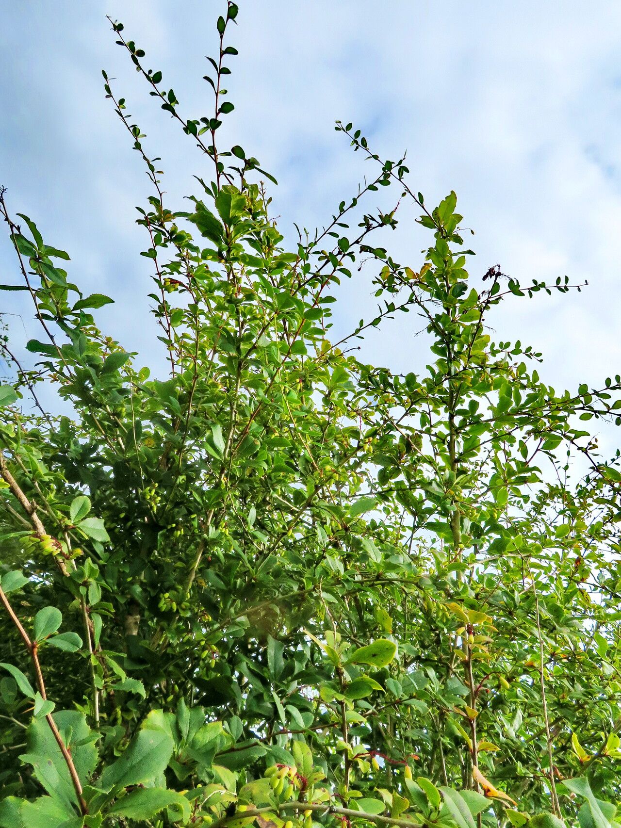 Berberis caroli habit