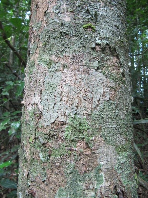Ocotea splendens bark