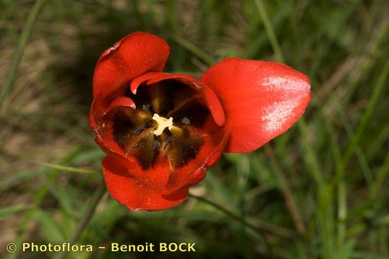 Tulipa planifolia flower