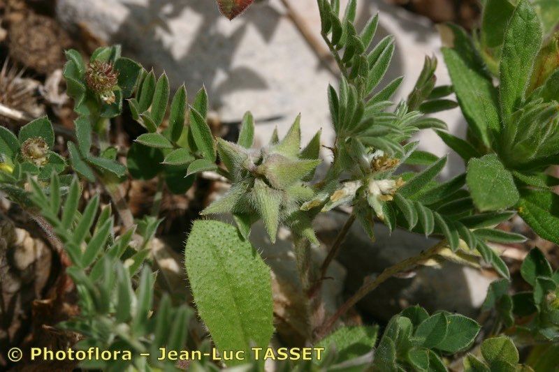 Astragalus epiglottis fruit