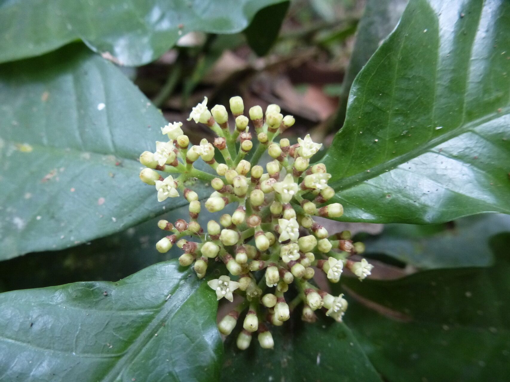 Psychotria leeuwenbergiana — houseplant care guide