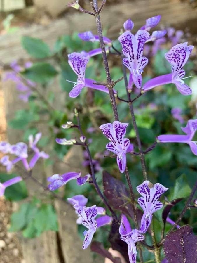 Stachys bullata flower