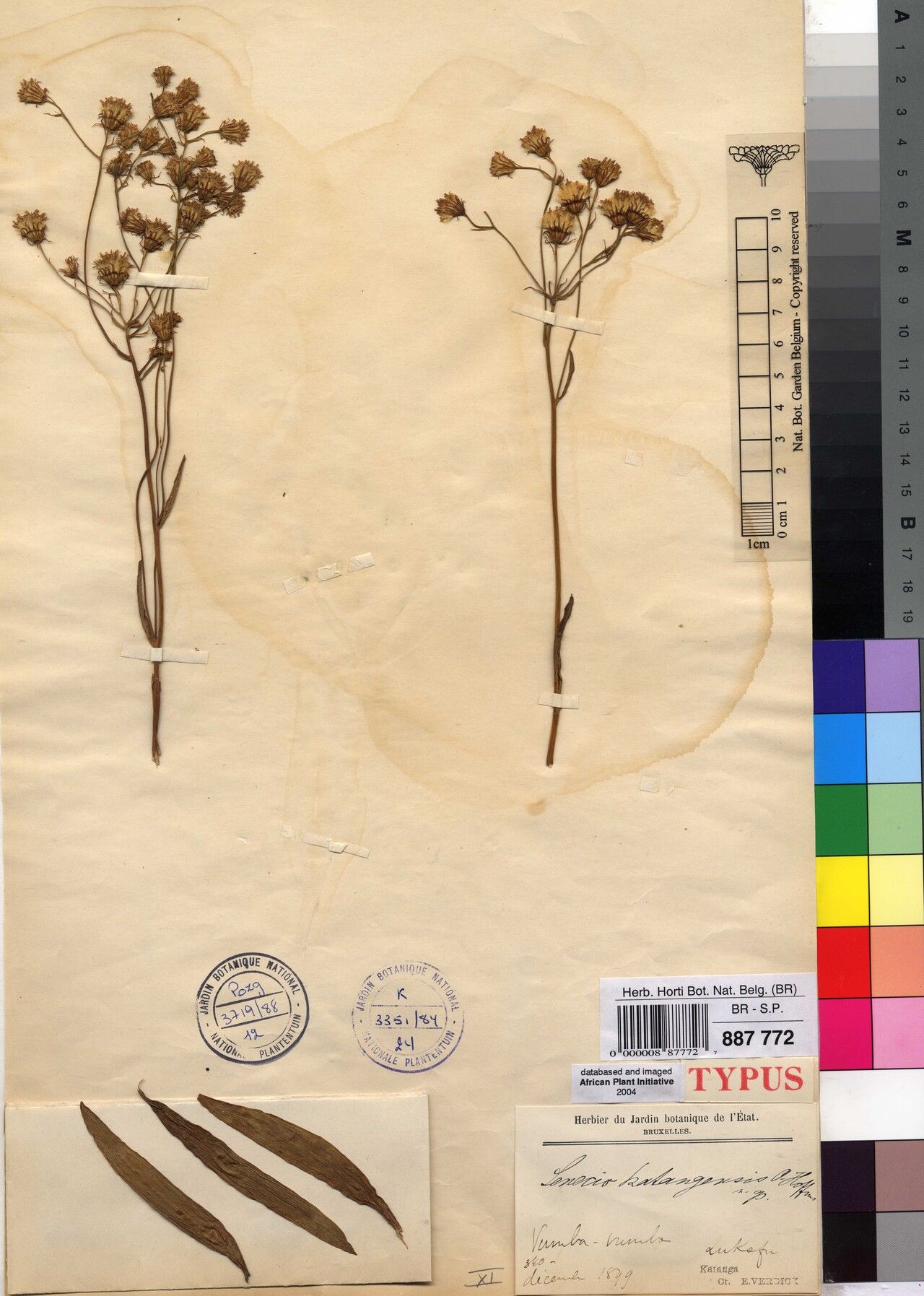 Senecio katangensis — houseplant care guide