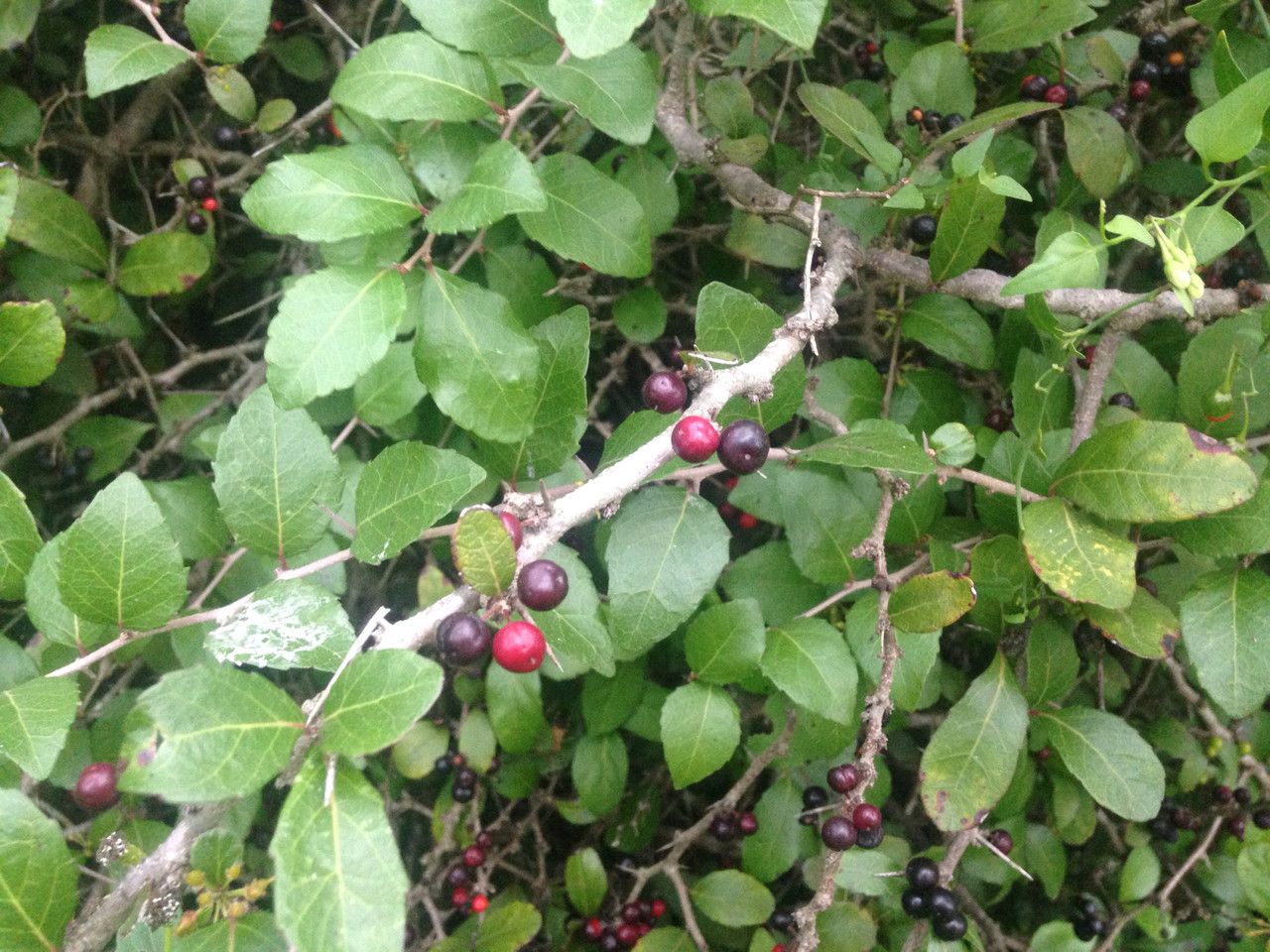Xylosma flexuosa habit