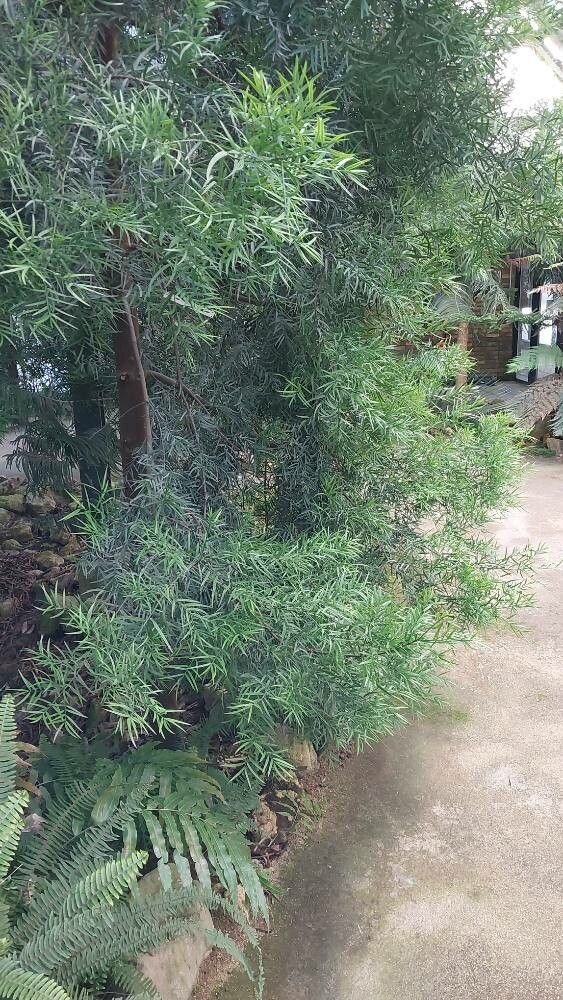 Podocarpus angustifolius habit