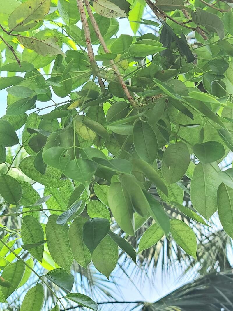 Bursera simaruba — search result for 'northern South America'