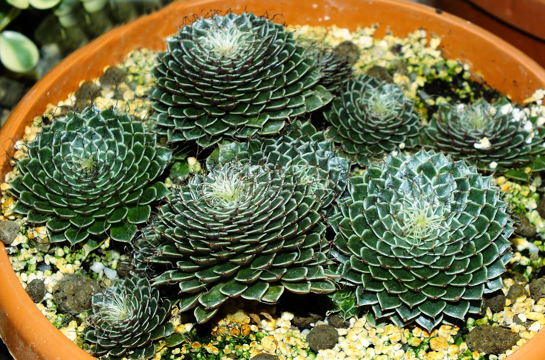 Saxifraga florulenta habit