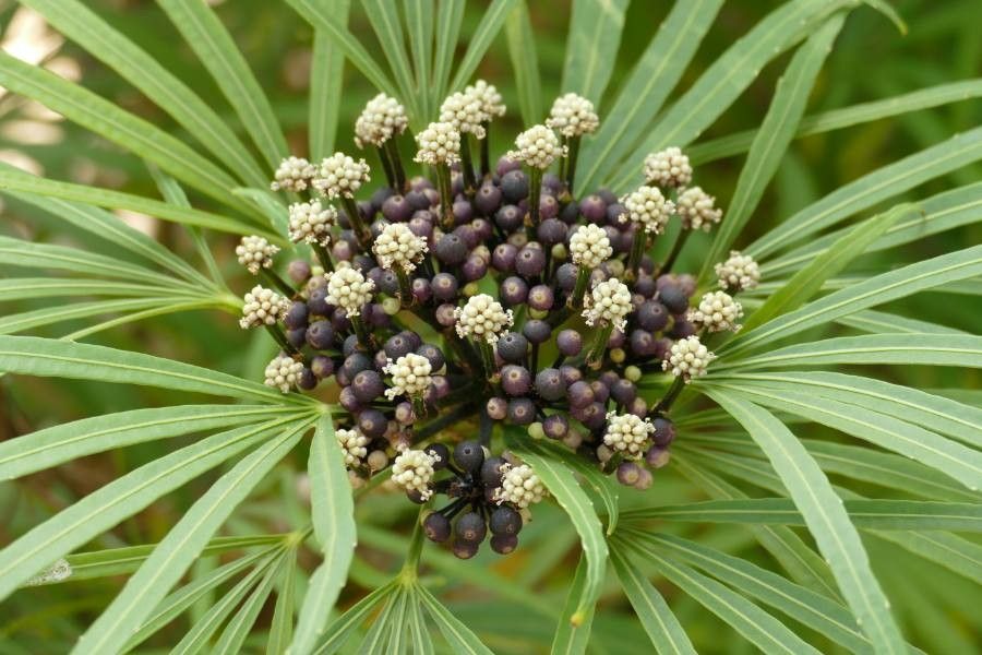 Osmoxylon lineare flower