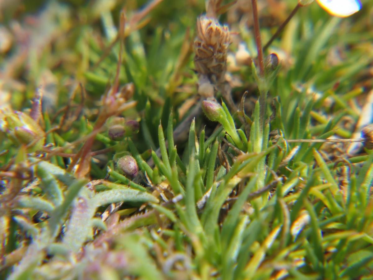 Sagina merinoi — search result for 'Sagina'