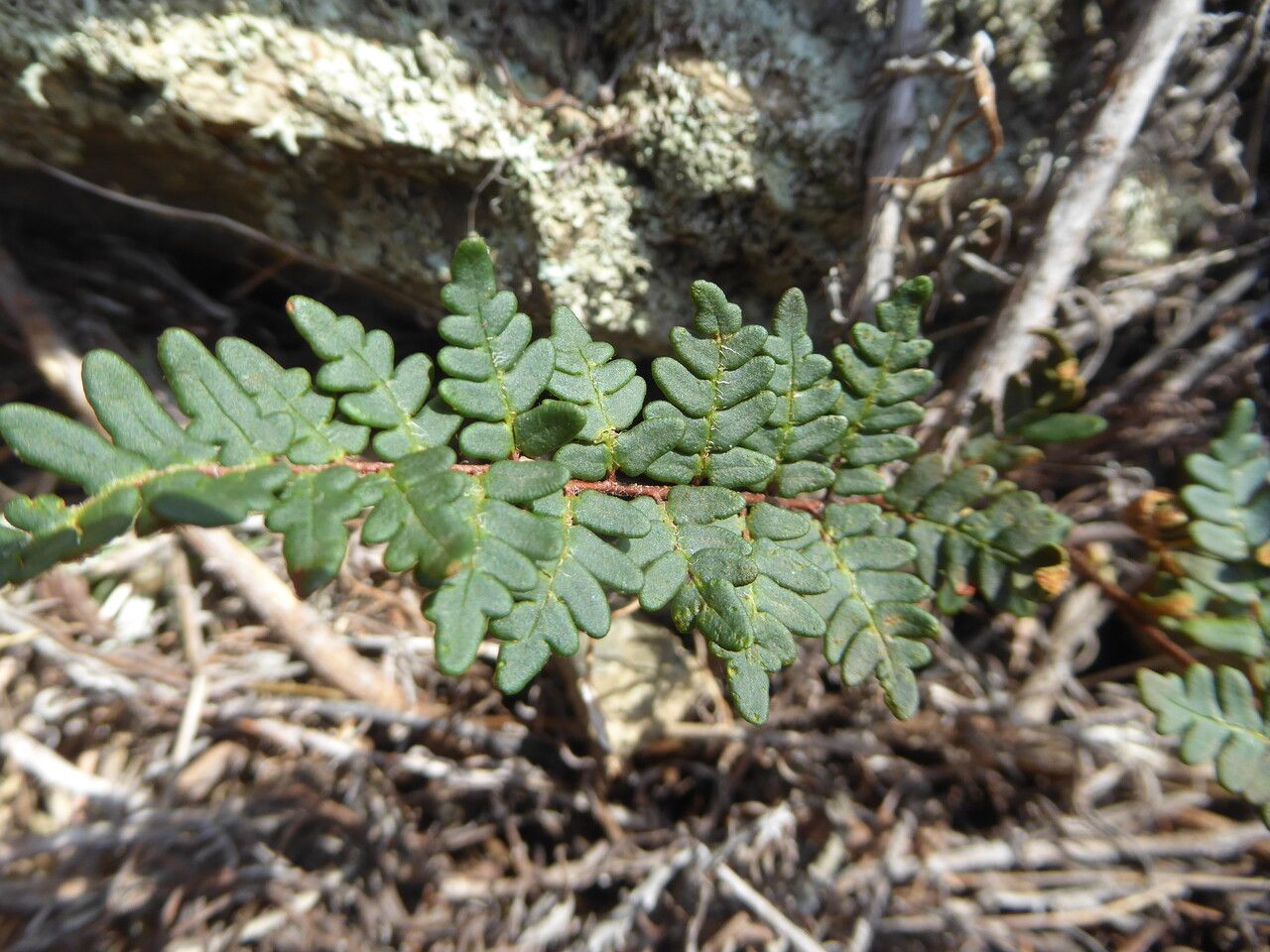 Paragymnopteris marantae — houseplant care guide