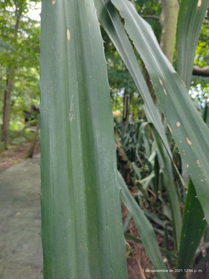 Aechmea magdalenae leaf
