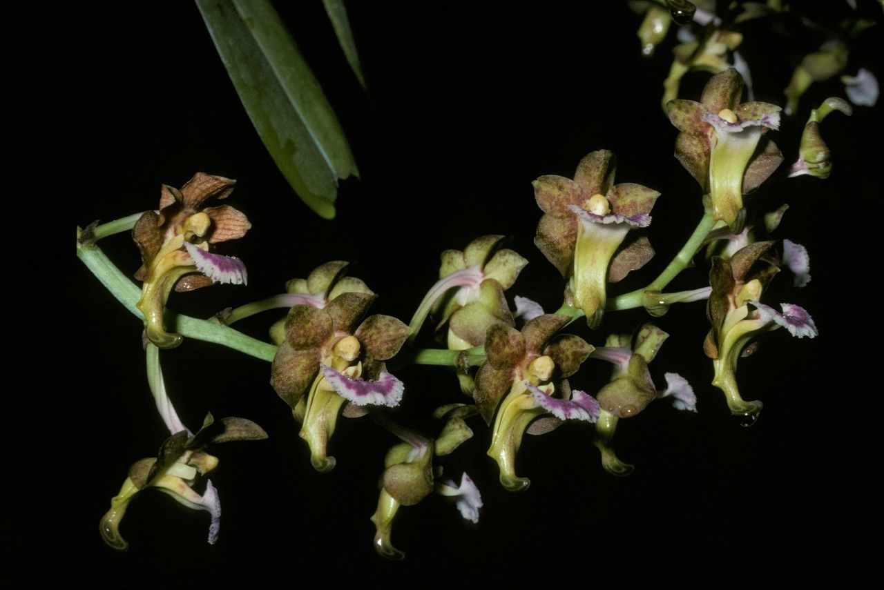Vanda flabellata — search result for 'Laos'
