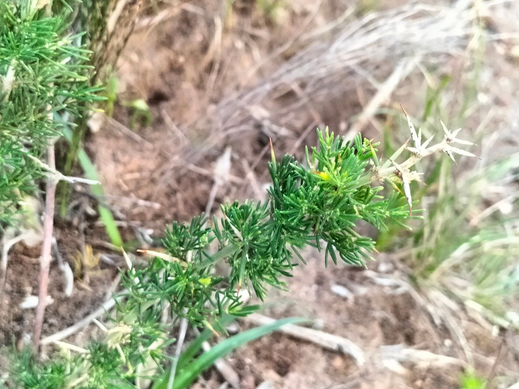 Asparagus suaveolens habit
