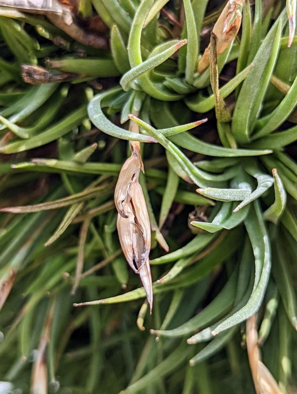 Tillandsia argentina fruit