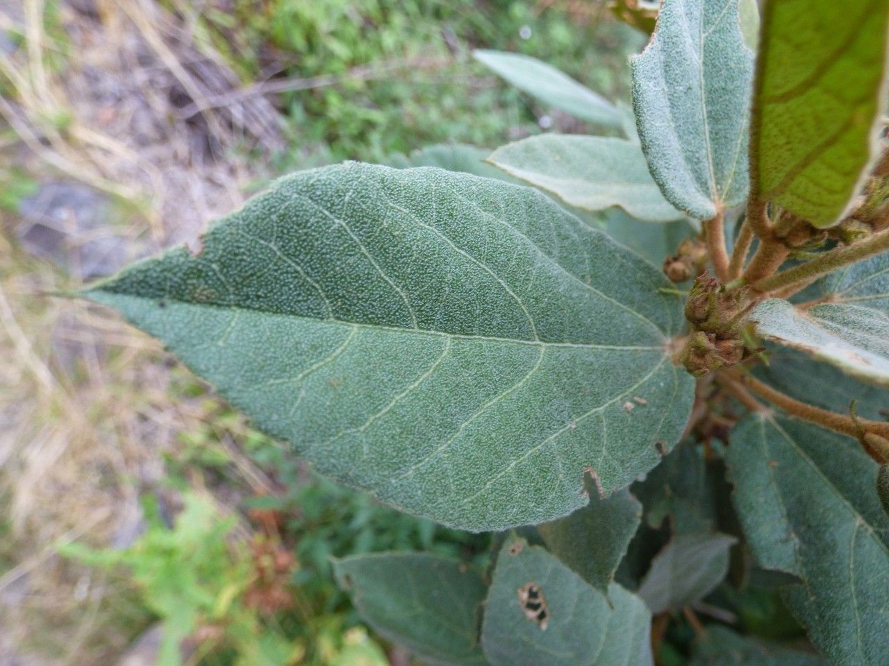 Ruizia uniflora — houseplant care guide