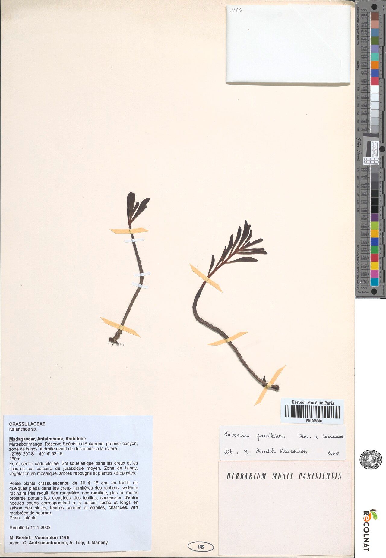 Kalanchoe pareikiana — houseplant care guide