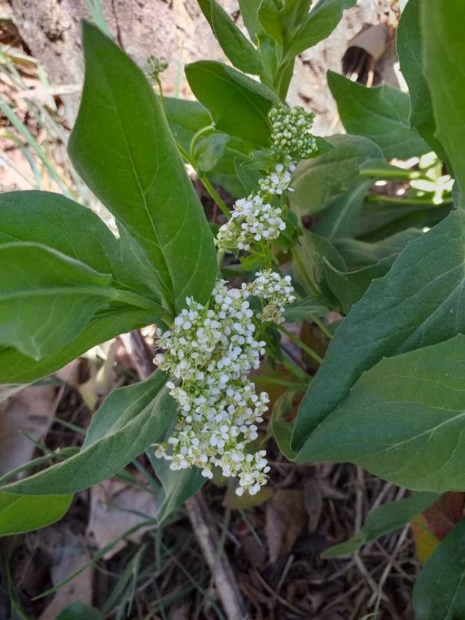 Lepidium draba flower