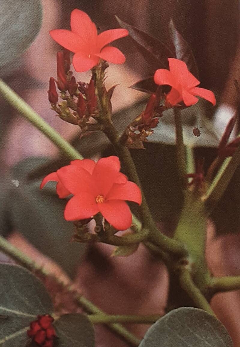 Jatropha macrantha — houseplant care guide